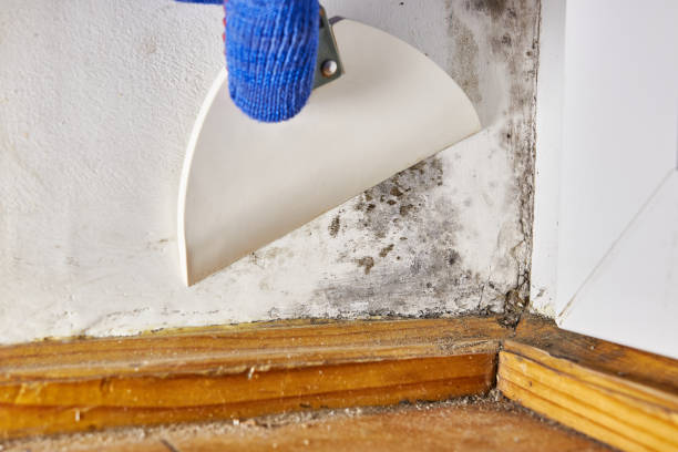 Best Mold Documentation for Insurance Claims  in Springerville, AZ