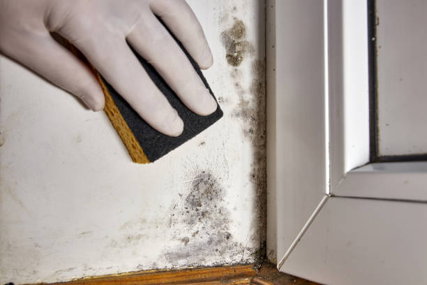 Best Asbestos and Lead Testing During Mold Inspection  in Springerville, AZ
